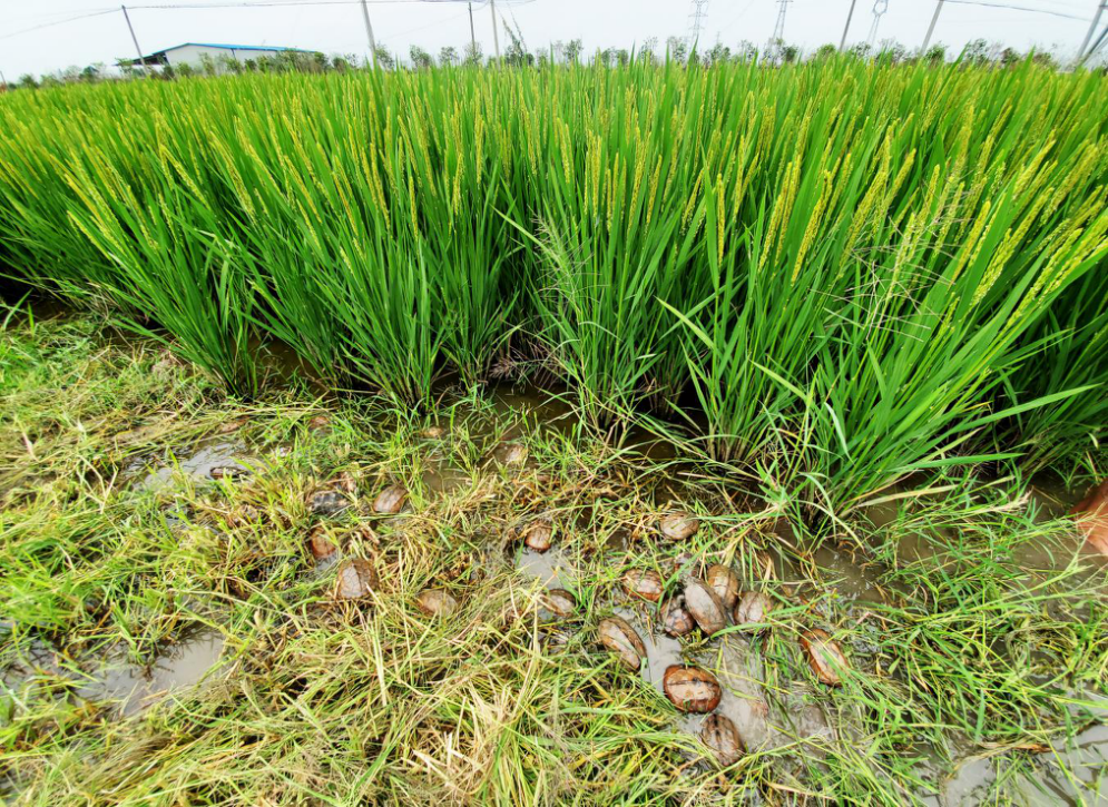 圖片3.png 圖片3.png